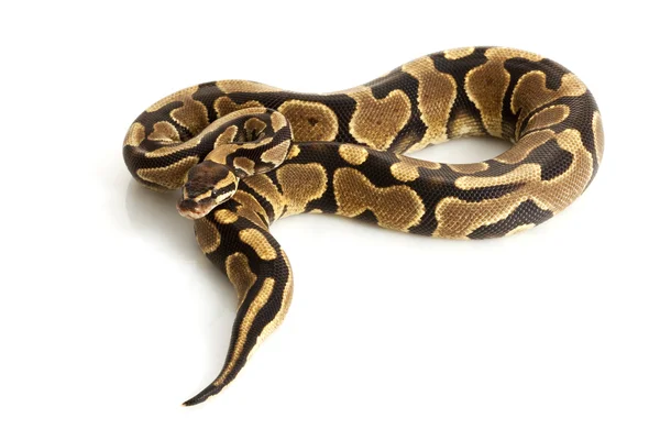 Yellow Belly Ball Python — Stock Photo, Image