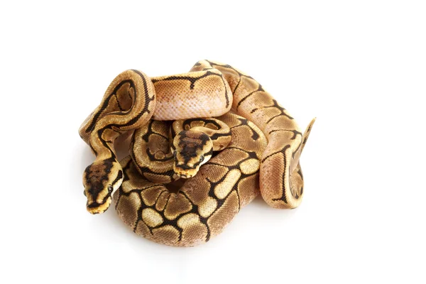 Spinnenball-Python — Stockfoto