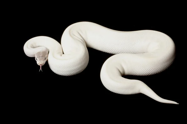超级的莫哈韦沙漠球 python 图库图片
