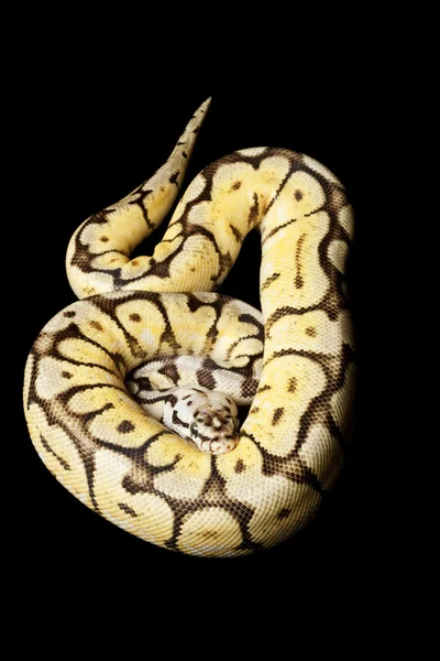 Pan Bumble bee žluté břicho míč python Royalty Free Stock Obrázky