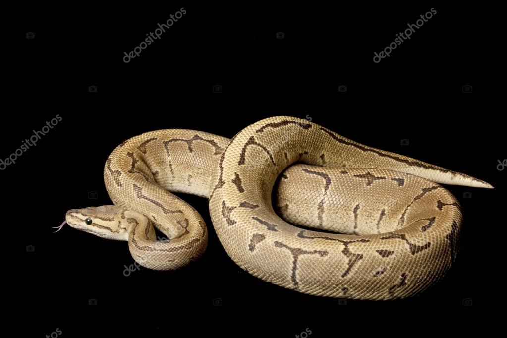 Fire Pinstripe Ball Python Stock Photo By ©Fivespots 25860793