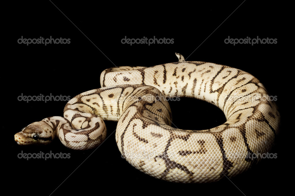 Super black pewter bee ball python — Stock Photo © fivespots #25861315