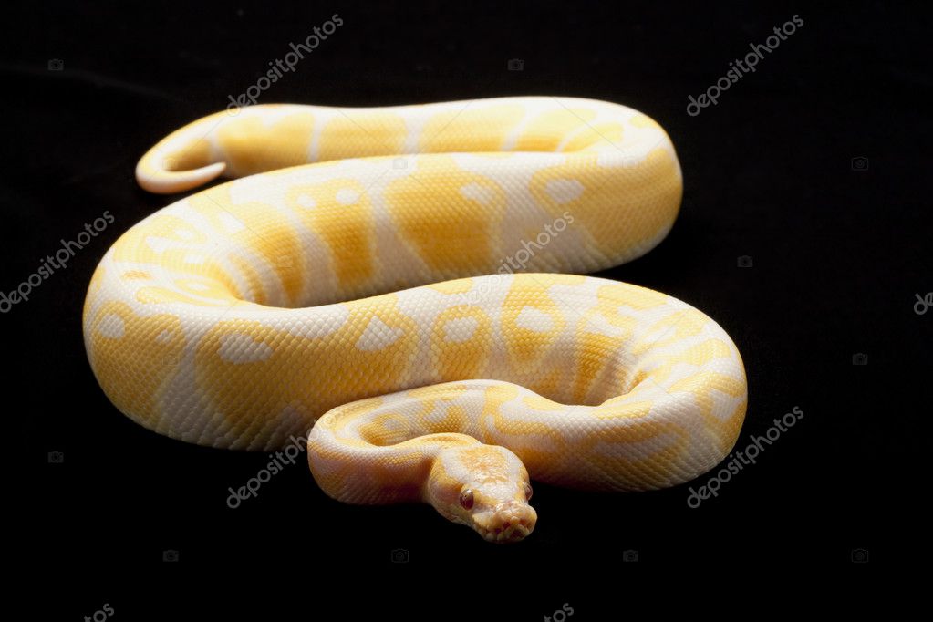 ラベンダー アルビノ ボールパイソン ストック写真 C Fivespots
