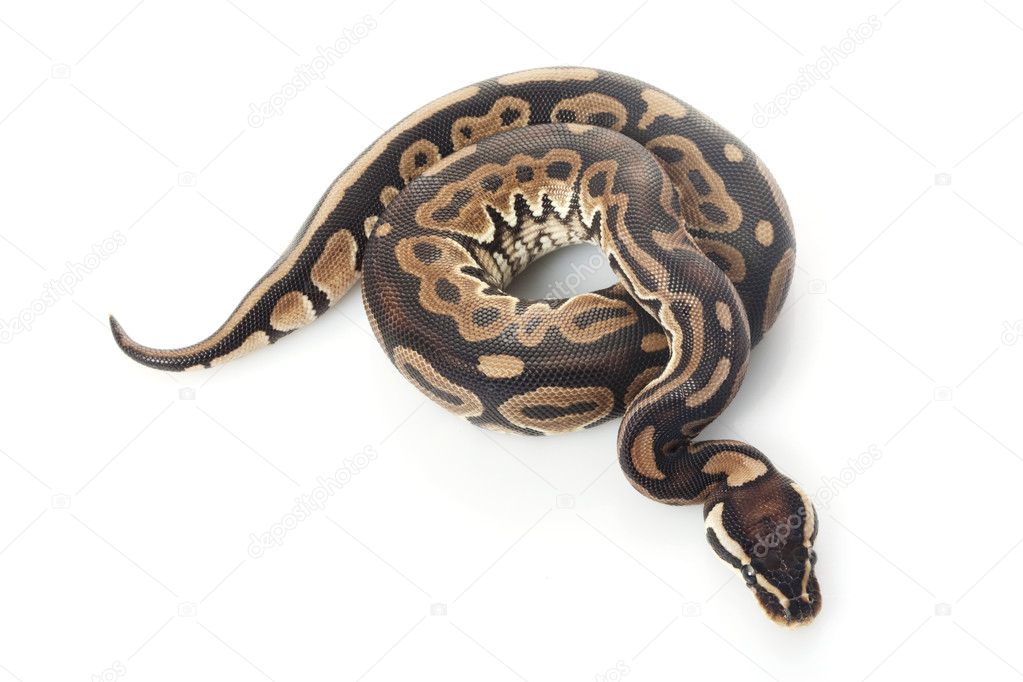 Lori ball python — Stock Photo © fivespots 25862859