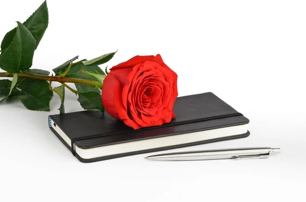 Rose — Stock Photo, Image