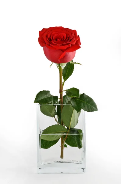 Rose — Stock Photo, Image