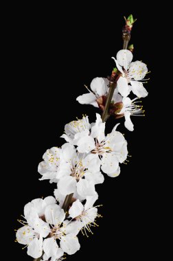 çiçekli kayısı ağacı dalı karşı