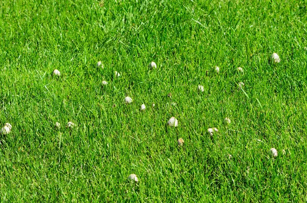 Rasen mit grünem Gras und weißen Pilzen lizenzfreie Stockfotos