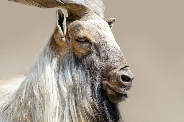 Markhor keçi kafası — Stok fotoğraf