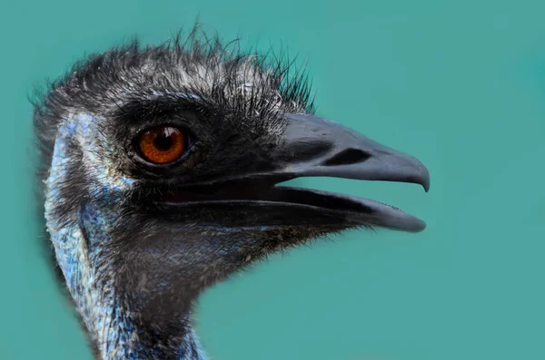 Cabeça preta emu — Fotografia de Stock