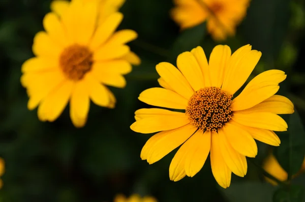 Nagy sárga rügyek pyrethrum Anacyclus Stock Kép