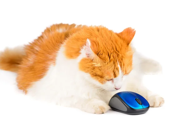 Gato blanco y rojo y ratón de ordenador —  Fotos de Stock