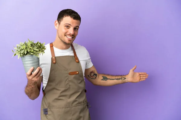 Braziliaanse Tuinman Houdt Een Plant Geïsoleerde Paarse Achtergrond Handen Naar — Stockfoto