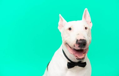 Tecrit edilmiş arka planda genç bir teriyer köpeği.