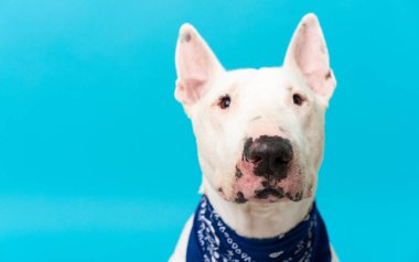 Tecrit edilmiş arka planda genç bir teriyer köpeği.