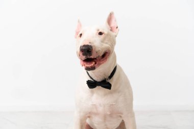 Tecrit edilmiş arka planda genç bir teriyer köpeği.