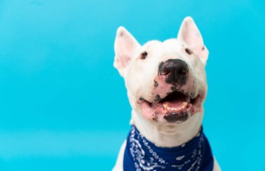 Tecrit edilmiş arka planda genç bir teriyer köpeği.