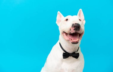 Tecrit edilmiş arka planda genç bir teriyer köpeği.