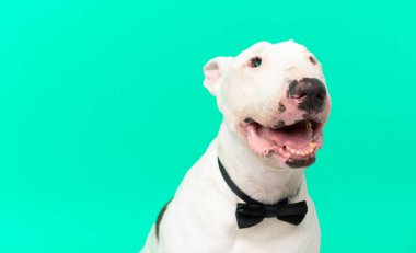 Tecrit edilmiş arka planda genç bir teriyer köpeği.