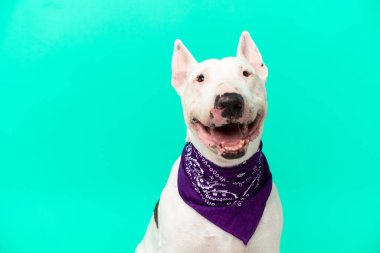 Tecrit edilmiş arka planda genç bir teriyer köpeği.