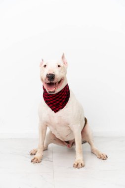 Tecrit edilmiş arka planda genç bir teriyer köpeği.