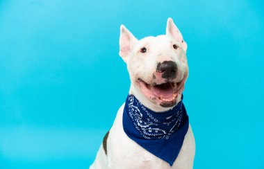 Tecrit edilmiş arka planda genç bir teriyer köpeği.