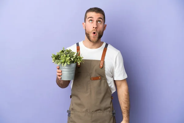 배경에 고립된 식물을 Gardener Caucasian 사람찾기 놀라는 표정으로 — 스톡 사진