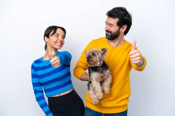 Young Hispanic Woman Holding Dog Isolated White Background Giving Thumbs — Stock fotografie