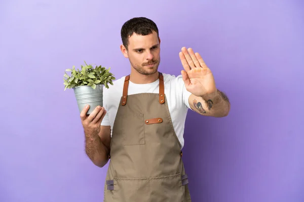Brazilian Gardener man holding a plant over isolated purple background making stop gesture and disappointed