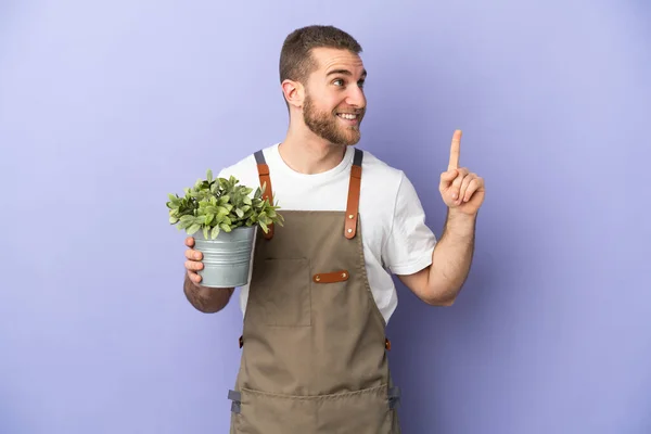 Jardinero Hombre Caucásico Sosteniendo Una Planta Aislada Sobre Fondo Amarillo —  Fotos de Stock