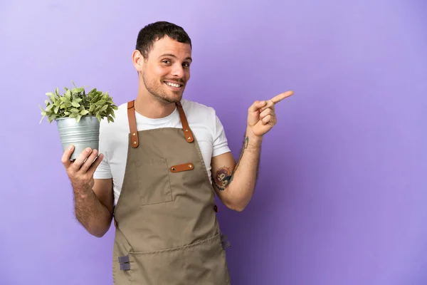Бразильський Садівник Тримає Рослину Над Ізольованим Фіолетовим Фоном Вказуючи Пальцем — стокове фото