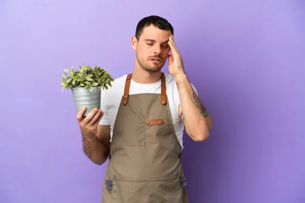 Brazilian Gardener man holding a plant over isolated purple background with headache