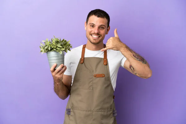 Brazilian Gardener Man Holding Plant Isolated Purple Background Making Phone — 스톡 사진