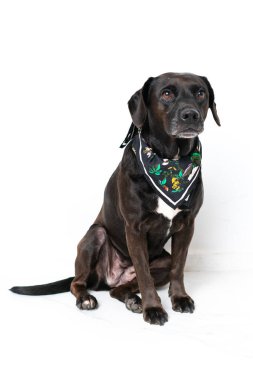 Close-up of dog over isolated background