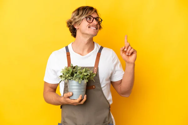 Gardener Blonde Man Holding Plant Isolated Yellow Background Pointing Great — 스톡 사진