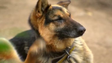 Süper 35mm kamera - Alman shepard tırmalamak