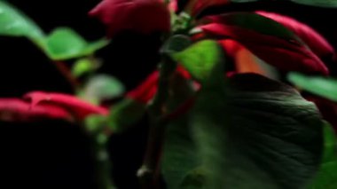 Süper 35mm kamera - güzel Noel bitki Atatürk çiçeği, izole üzerinde siyah döner