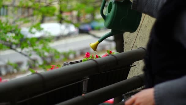 Cámara Super 35mm - mujer regando flores en un balcón — Vídeo de stock