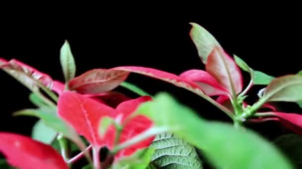 Super 35mm câmera - Bonita, planta de Natal Poinsettia, girando isolado em preto — Vídeo de Stock