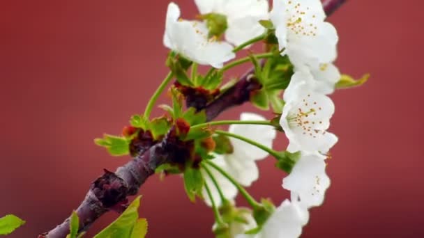 Ilkbaharda çiçek açan süper 35 mm kamera - kiraz ağacı çiçek — Stok video