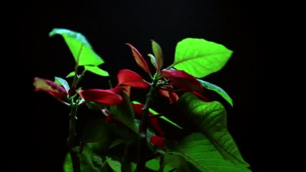 Super 35mm câmera - Bonita, planta de Natal Poinsettia, girando isolado em preto — Vídeo de Stock