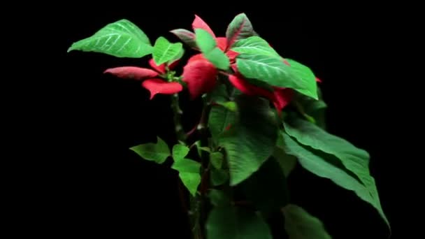 Cámara Super 35mm - Hermosa, planta de Navidad Poinsettia, girando aislado en negro — Vídeo de stock