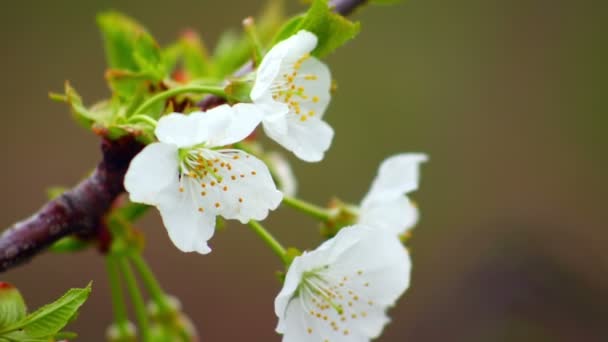 सुपर 35 मिमी कॅमेरा वसंत ऋतूमध्ये चेरी झाडाचे फूल फुलते — स्टॉक व्हिडिओ