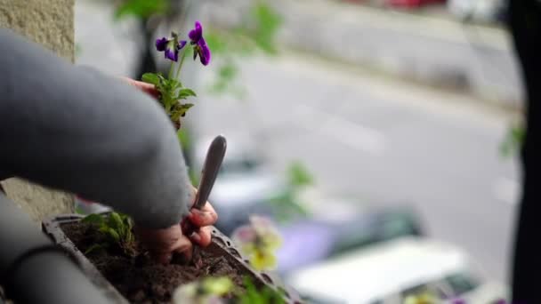 Câmera Super 35mm - plantando flores — Vídeo de Stock