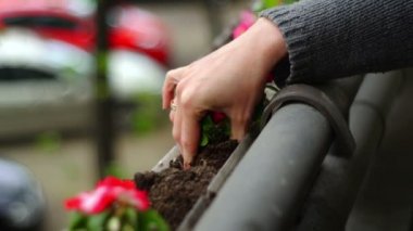 Süper 35 mm kamera - bir balkonda çiçek dikim