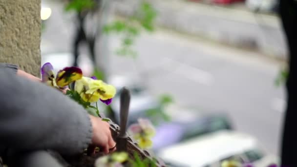 Süper 35 mm kamera - çiçek dikim — Stok video