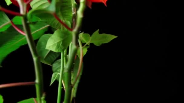 Super 35mm câmera - Bonita, planta de Natal Poinsettia, girando isolado em preto — Vídeo de Stock