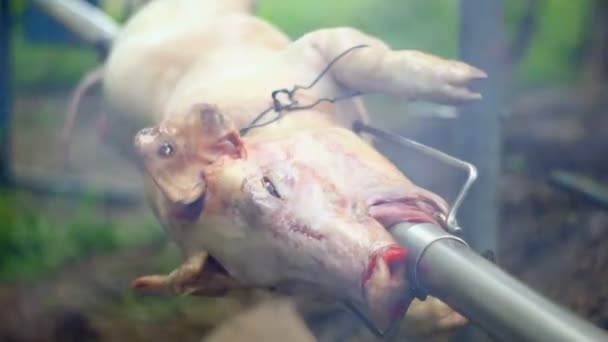 Roasting of a pig on a spit — Stock Video