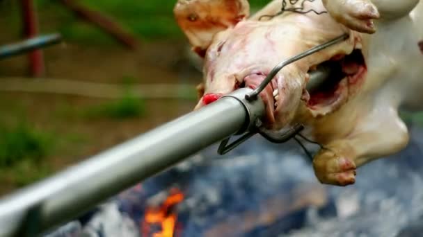 Roasting of a pig on a spit — Stock Video
