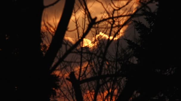 SUPER 35MM CÁMARA - hermoso lapso de tiempo del atardecer filmado a través de las ramas — Vídeos de Stock